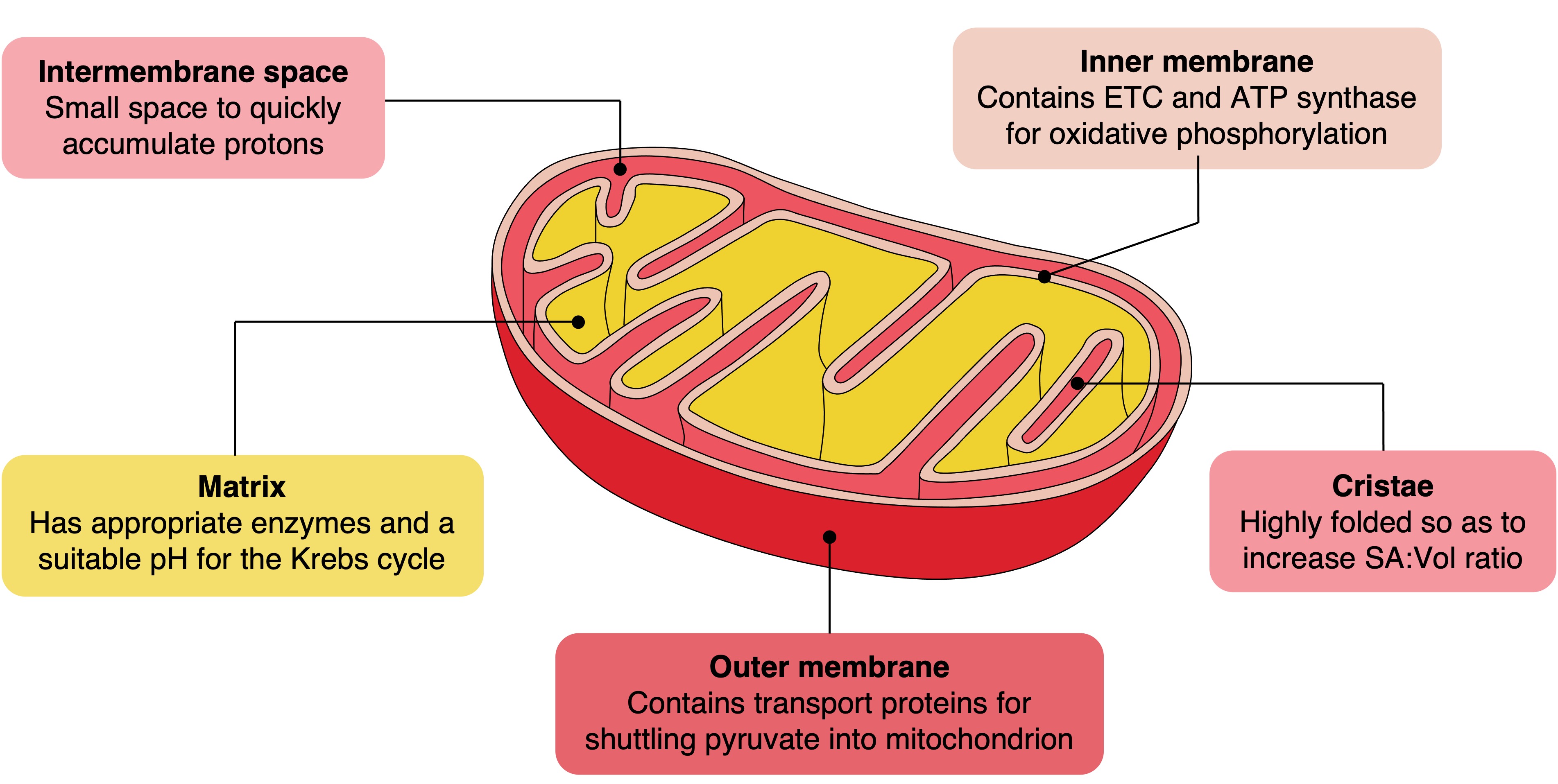 Mitochondria mitochondria